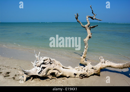 toter Baum am Strand Stockfoto