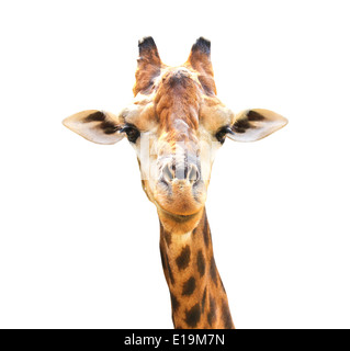 Closeup Portrait Giraffe isoliert auf weißem Hintergrund. Stockfoto