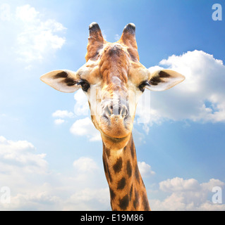 Closeup Portrait von Giraffe am blauen Himmelshintergrund. Stockfoto