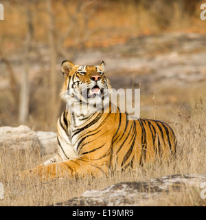 männliche Tiger Festlegung und Blick seitwärts in der Entfernung, Bandhavgarh National Park, Madhya Pradesh, Indien, Asien Stockfoto