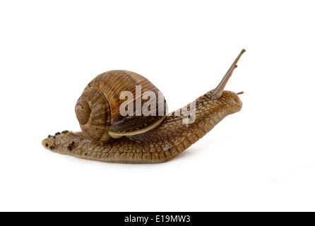 Grawling Schnecke isoliert auf weißem Hintergrund Stockfoto