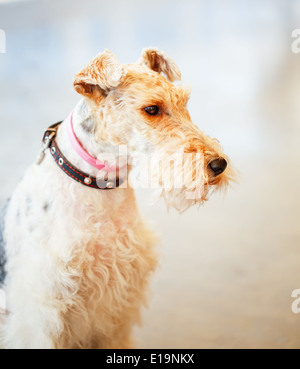 Wire Fox Terrier schließen sich Indoor-Porträt Stockfoto