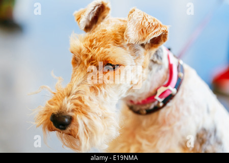 Wire Fox Terrier schließen sich Indoor-Porträt Stockfoto