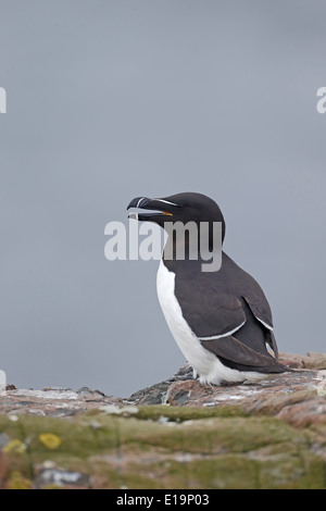 Tordalk, Alca Torda, einziger Vogel auf Felsen, Northumberland, Mai 2014 Stockfoto