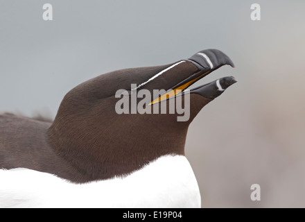 Tordalk, Alca Torda, einziger Vogelkopf geschossen, Northumberland, Mai 2014 Stockfoto