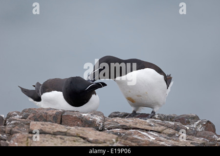 Tordalk, Alca Torda, zwei Vögel auf Felsen putzen einander, Northumberland, Mai 2014 Stockfoto