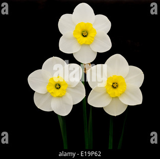 Trio von weißen & gelben Narzissen Stockfoto