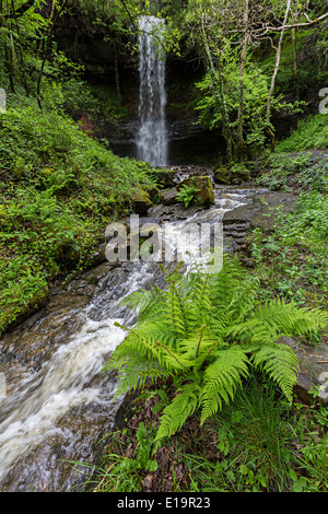 Farne wachsen in der Nähe von Bach und Wasserfall, Schlucht Clydach, Wales, UK Stockfoto