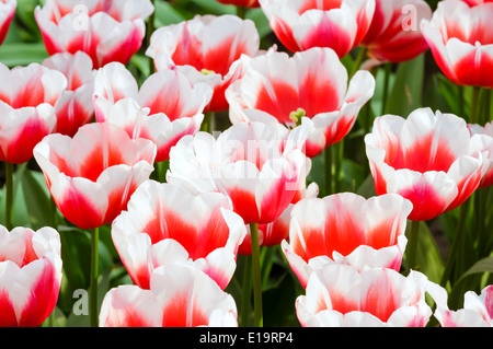 Schöne rot-weiße Tulpen Nahaufnahme (Natur Frühling Hintergrund). Stockfoto