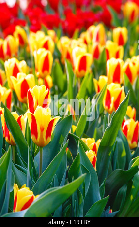 Schöne gelb-rote Tulpen Nahaufnahme (Natur Frühling Hintergrund). Stockfoto