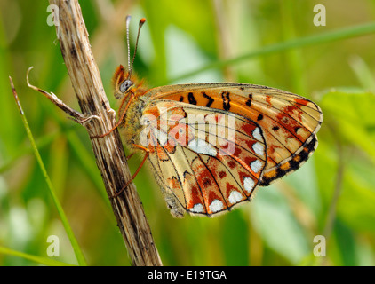 Pearl-umrandeten Fritillary Butterfly - Clossiana Euphrosyne Unterseite Stockfoto