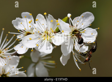 Blackthorn Blüte - Prunus Spinosa mit roten Holz Ameisen - Formica rufa Stockfoto