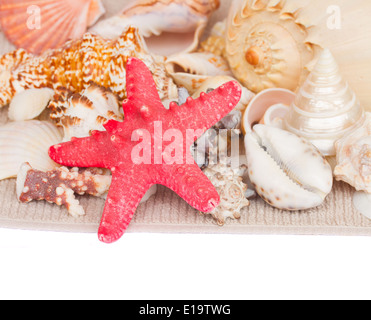 starfish and seashells border Stockfoto