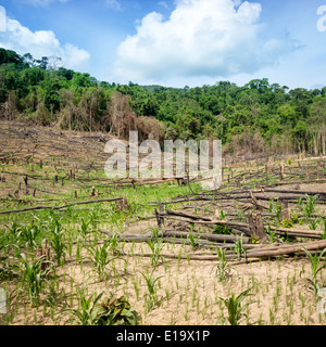 Entwaldung in El Nido, Palawan - Philippinen Stockfoto