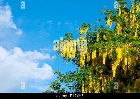 Goldregen Baum in Blüte Stockfoto