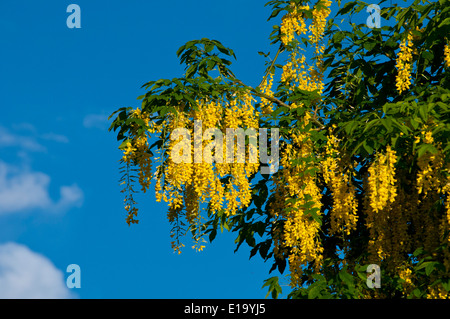 Goldregen Baum in Blüte Stockfoto