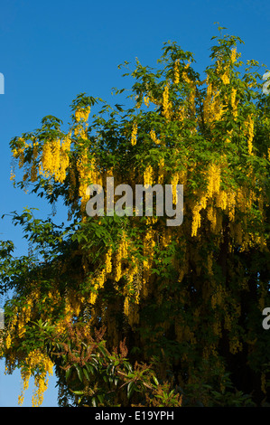 Goldregen Baum in Blüte Stockfoto