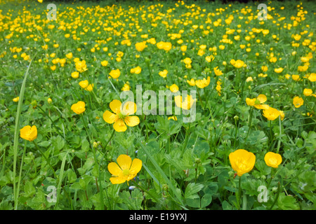 Bereich der gelben Blüten der Kriechende Hahnenfuß wilde Blume Milton Landschaftspark Stockfoto