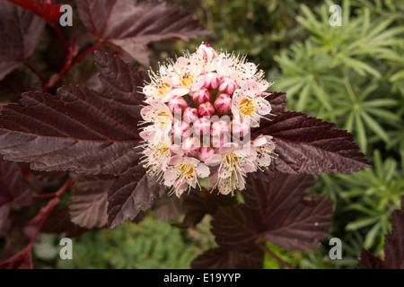 Blume des Physocarpus Opulifolius oder Dame in rot Pflanze Stockfoto