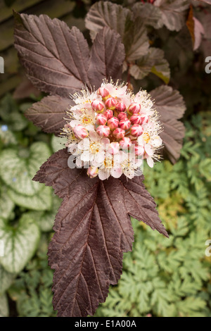 Blume des Physocarpus Opulifolius oder Dame in rot Pflanze Stockfoto