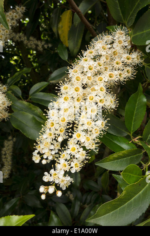 Prunus Lusitanica Portugal Lorbeer Blume Stockfoto