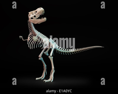 Tyrannosaurus Rex, große fleischfressende Dinosaurier, Skelett. Stockfoto