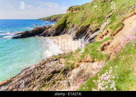 Kleinen abgeschiedenen sandigen Abdeckung gerade außerhalb der cornish Fischerdorf portscatho Stockfoto