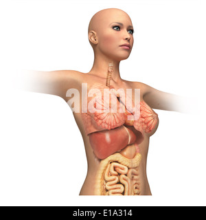 Frau Körper Stamm, mit inneren Organen überlagert. Auf weißem Hintergrund und Clipping-Pfad. Anatomie-Bild. Stockfoto