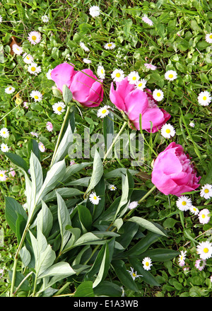 Drei rote Pfingstrosen auf dem grünen Rasen-Hintergrund Stockfoto