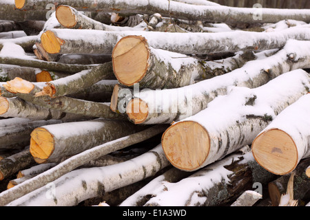 Haufen von frisch geschnittenem Holz mit Schnee bedeckt Stockfoto