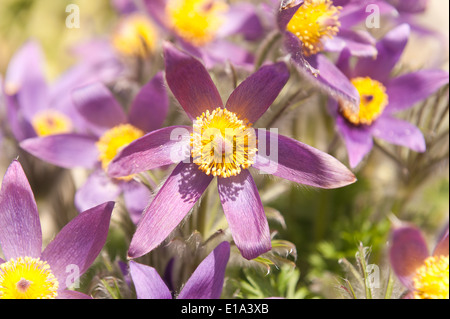 Pulsatilla Vulgaris niedrige wenig Pflaume Blumen wertvolle Gartenpflanze Barton rosa lila Stockfoto