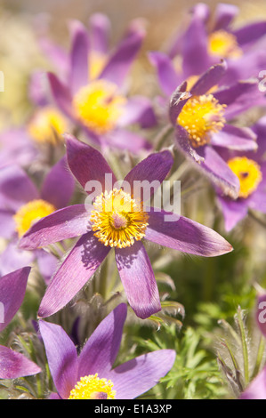 Pulsatilla Vulgaris niedrige wenig Pflaume Blumen wertvolle Gartenpflanze Barton rosa lila Stockfoto