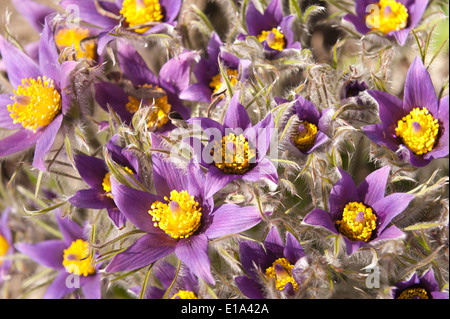 Pulsatilla Vulgaris niedrige wenig Pflaume Blumen wertvolle Gartenpflanze Barton rosa lila Stockfoto