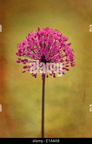 schöne Allium Blumen im Garten, mit Platz für text Stockfoto