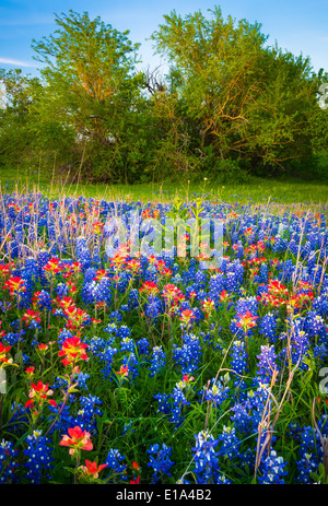 Texas Bluebonnets und Texas Pinsel in der Nähe von Ennis / Texas Stockfoto