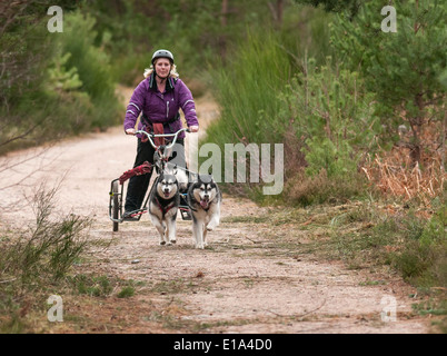 Huskys gelten während der ersten Trainingstag der 2014 Aviemore Husky Rallye, gehalten in Aviemore racing, Stockfoto