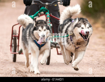 Huskys gelten während der ersten Trainingstag der 2014 Aviemore Husky Rallye, gehalten in Aviemore racing, Stockfoto