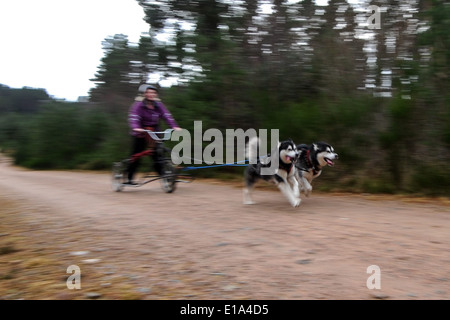 Huskys gelten während der ersten Trainingstag der 2014 Aviemore Husky Rallye, gehalten in Aviemore racing Stockfoto