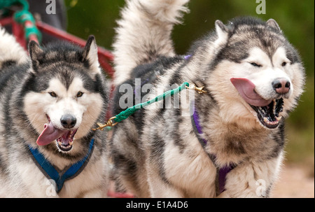 Huskys gelten während der ersten Trainingstag der 2014 Aviemore Husky Rallye, gehalten in Aviemore racing, Stockfoto