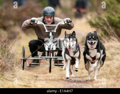 Huskys gelten während der ersten Trainingstag der 2014 Aviemore Husky Rallye, gehalten in Aviemore racing, Stockfoto