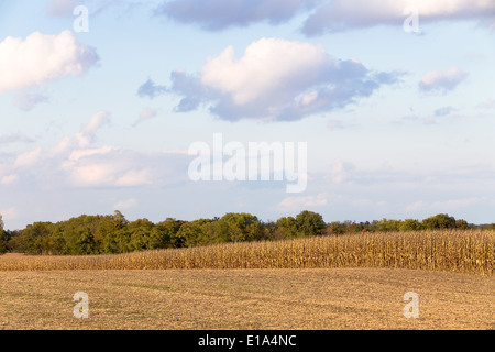 Hühneraugen sind immer gelb und Erntezeit immer näher, beginnen Ihre Erntemaschinen Stockfoto