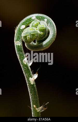 Kalkstein-Farn (Gymnocarpium Robertiánum) Stockfoto