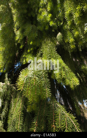 Brauer Fichte Picea Breweriana gilt als einer der attraktivsten Nadelbäume in der Welt Stockfoto