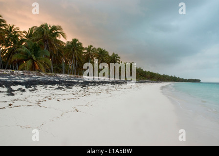 Palm Beach mit Cocospalm (Cocos Nucifera) Stockfoto