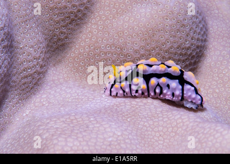 Fryeria Rueppellii Rotes Meer, Ägypten (Fryeria Rueppellii) Stockfoto