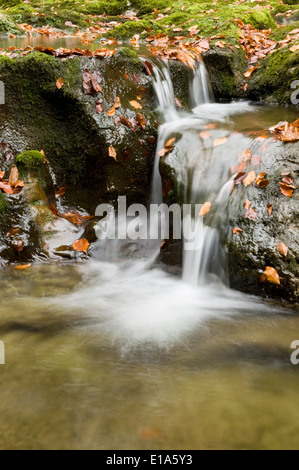 Naturschutzgebiet Ötschergraben, Mitterbach am Erlaufsee, Niederösterreich, Österreich Stockfoto