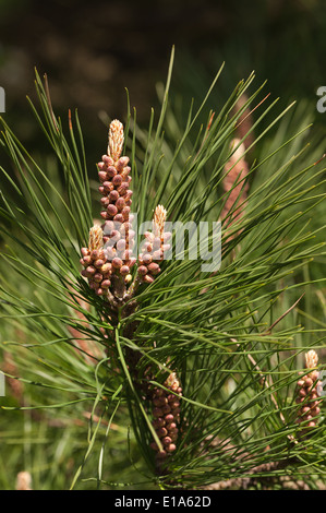 Zapfen Reifen und neue Entwicklung Kegel auf Monterey Kiefer Ast unter Kiefernadeln Stockfoto