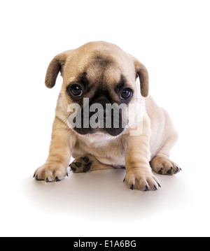Niedliche traurig Fawn französische Bulldogge Welpen mit schwarzer Maske, isoliert auf weiss Stockfoto
