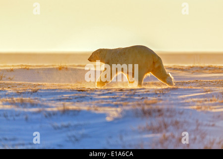 Eisbär (Ursus maritimus) im Schnee Wapusk National Park, Cape Churchill Manitoba Kanada Stockfoto