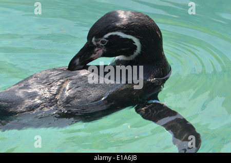 Ein Humboldt-Pinguin schwimmt in einem Aquarium im Huachipa zoologischen Park in der Nähe von Lima, Peru Stockfoto